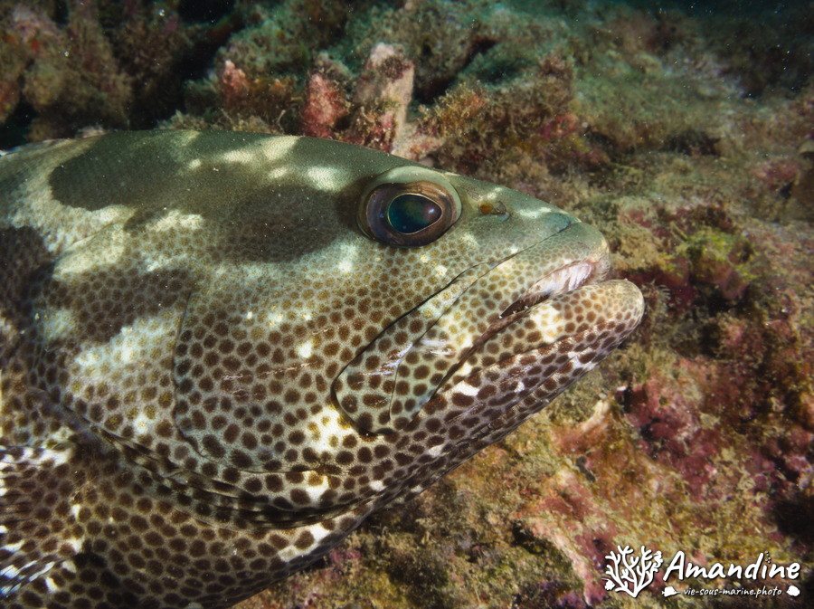 Epinephelus coioides