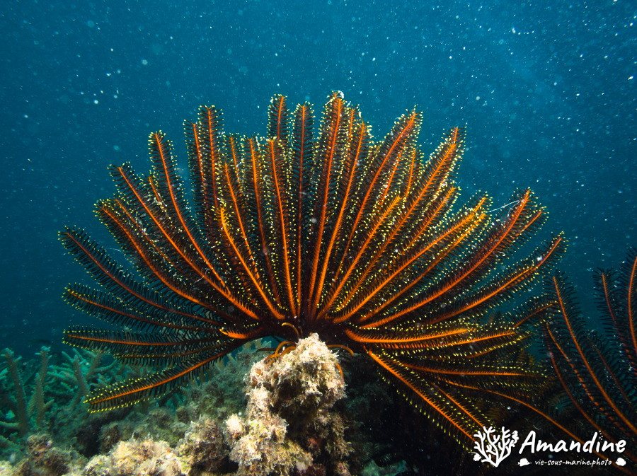 Anneissia (Oxycomanthus) bennetti