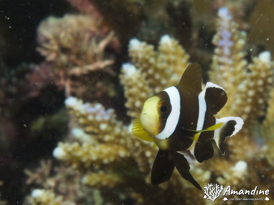 Amphiprion polymnus