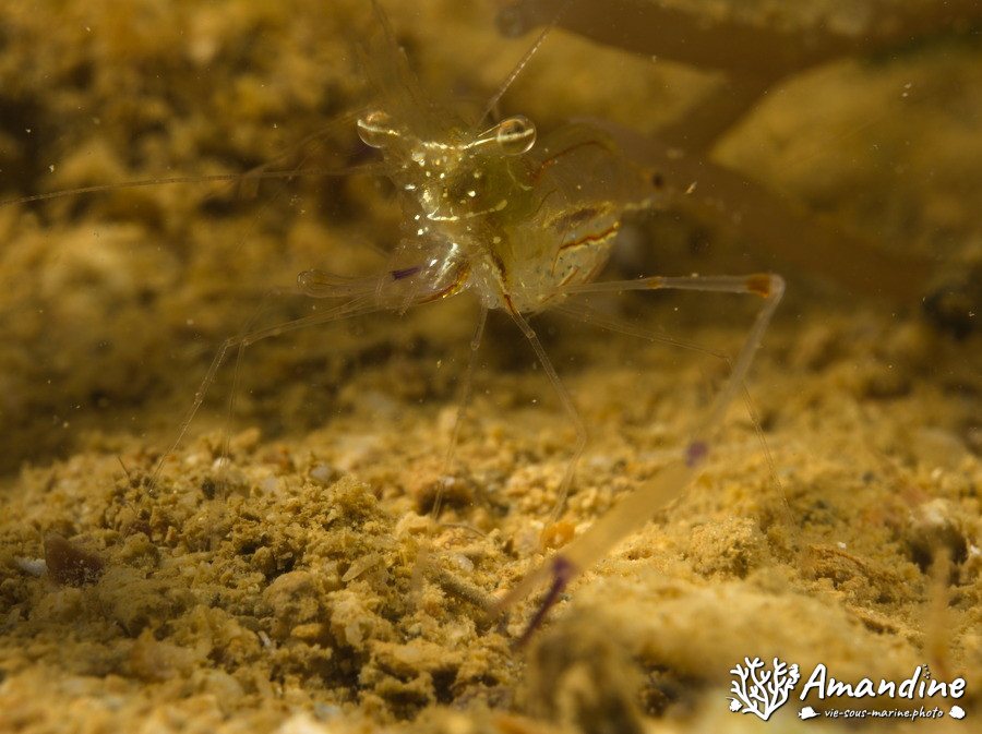 Periclimenes tenuipes
