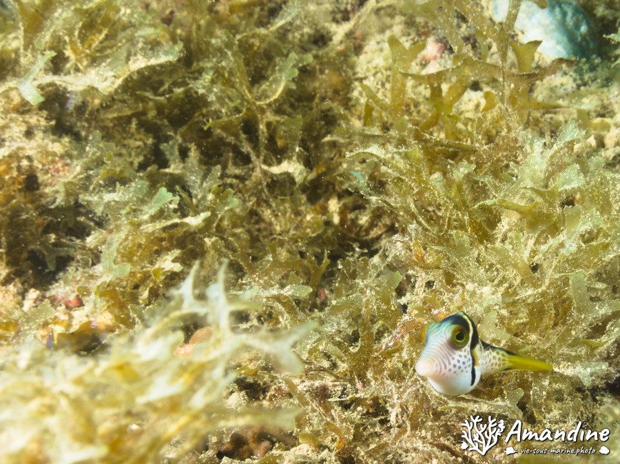 Canthigaster valentini