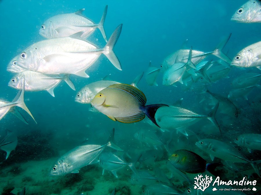 Poisson-chirurgien