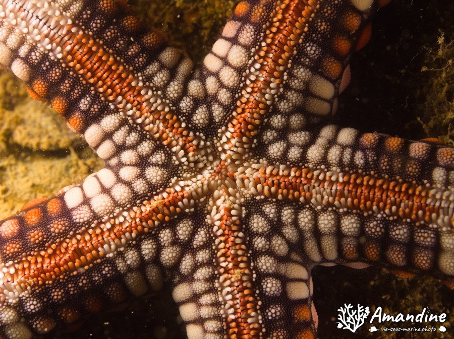 Nardoa gomophia