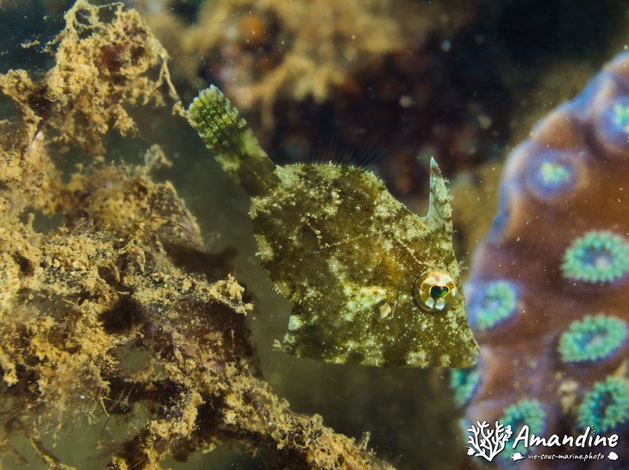 Paramonacanthus oblongus