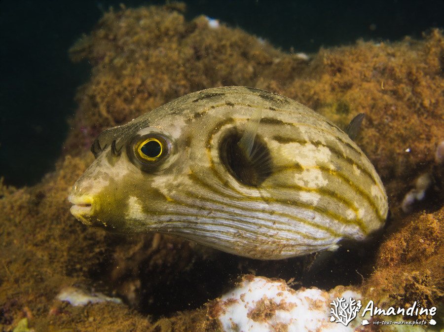 Arothron manilensis