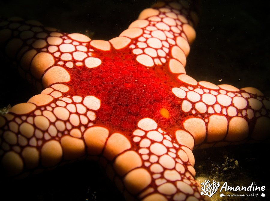 Fromia monilis