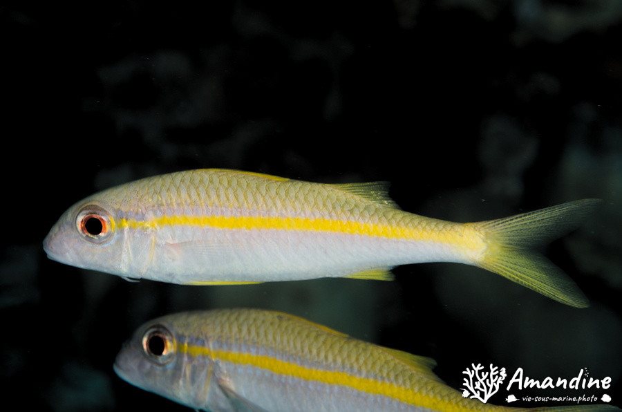 Mulloidichthys vanicolensis