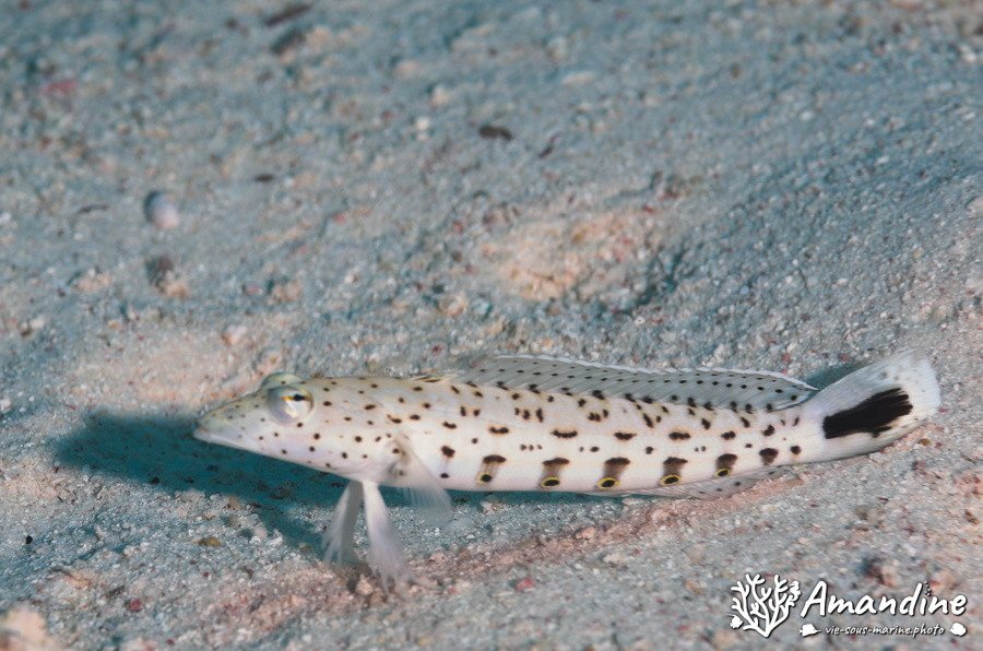 Parapercis hexophtalma