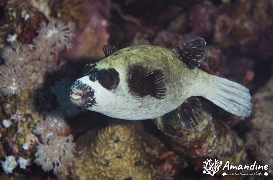 Arothron nigropunctatus