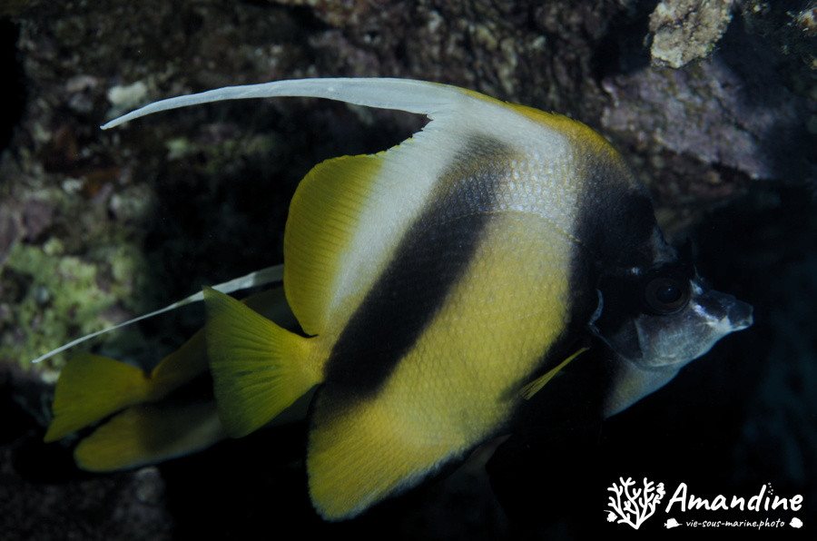 Poisson-bannière