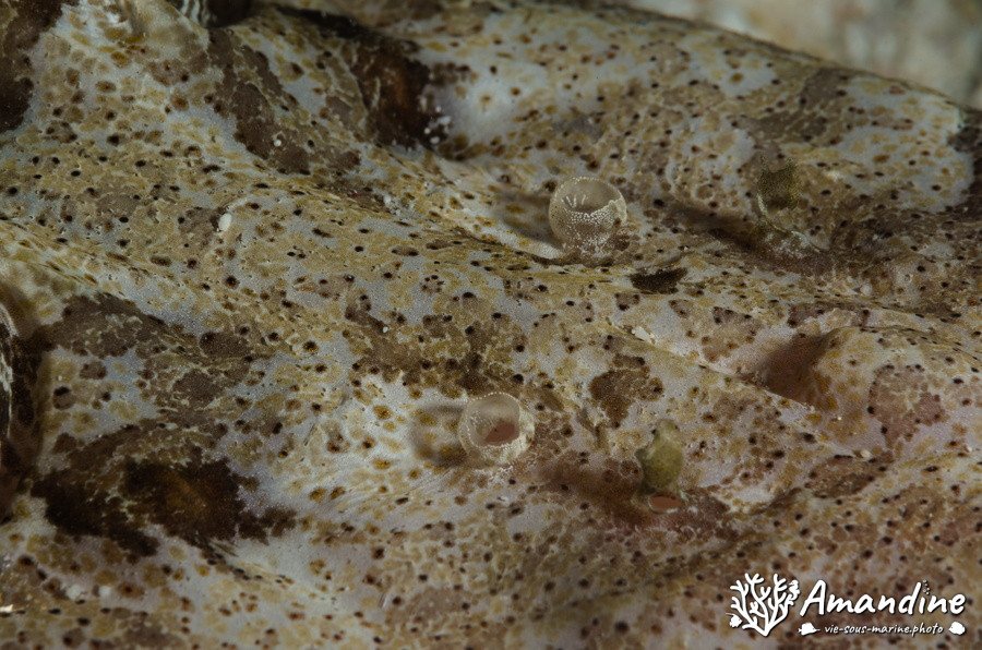 Poisson-crocodile