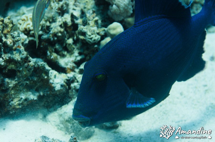 Odonus niger