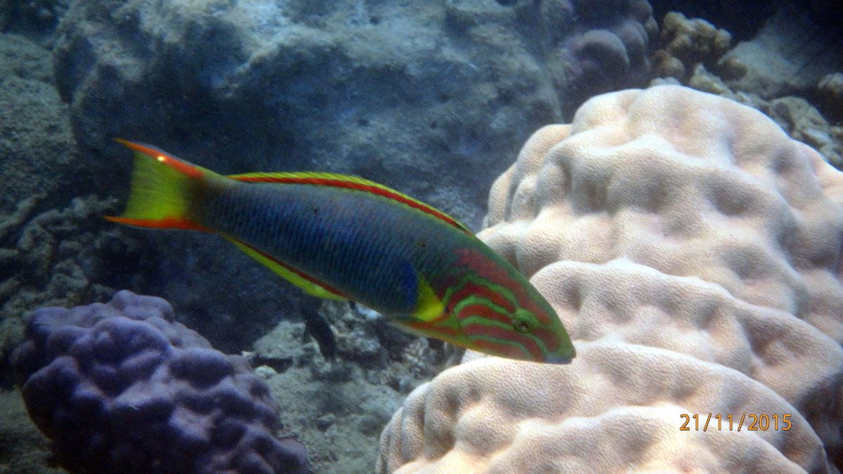 Thalassoma lutescens