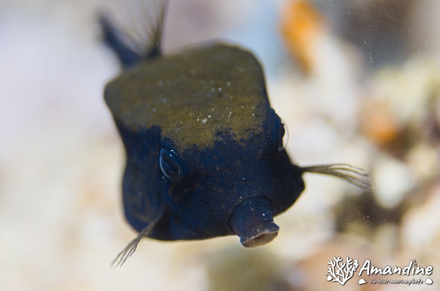 Ostracion cubicus