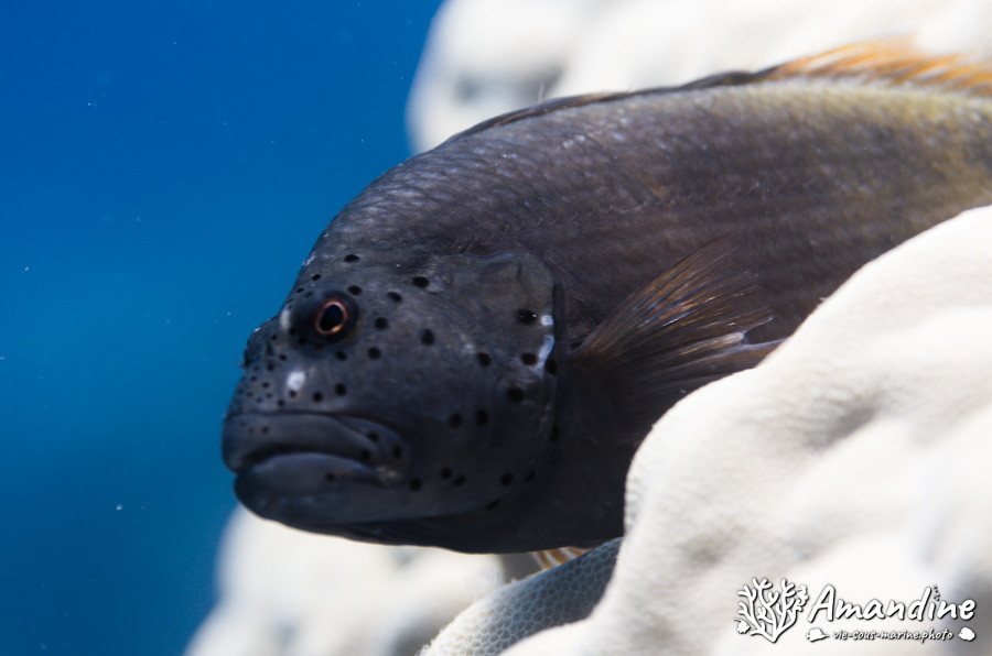Paracirrhites forsteri