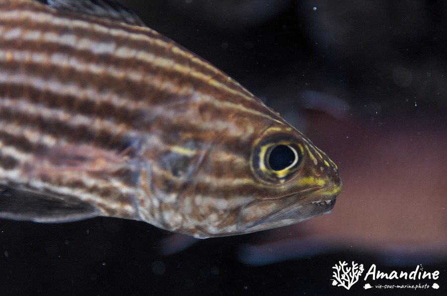 Poisson-cardinal