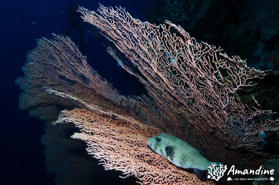 Arothron hispidus