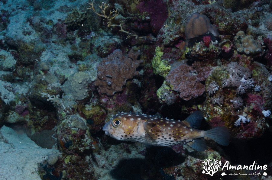Diodon hystrix