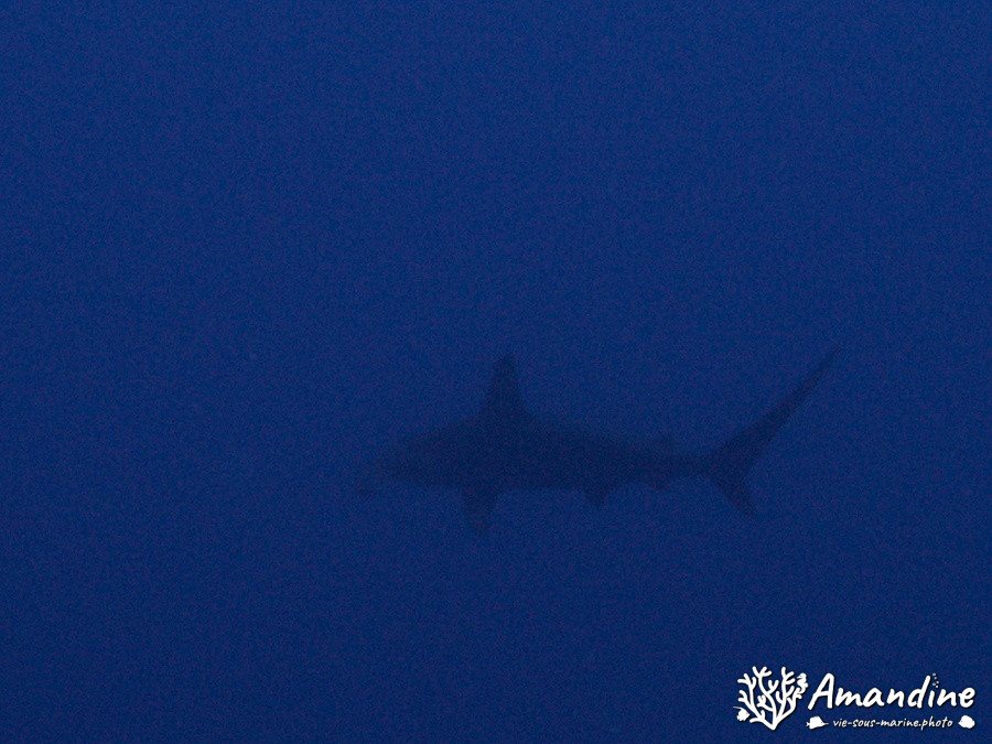 Requin-marteau