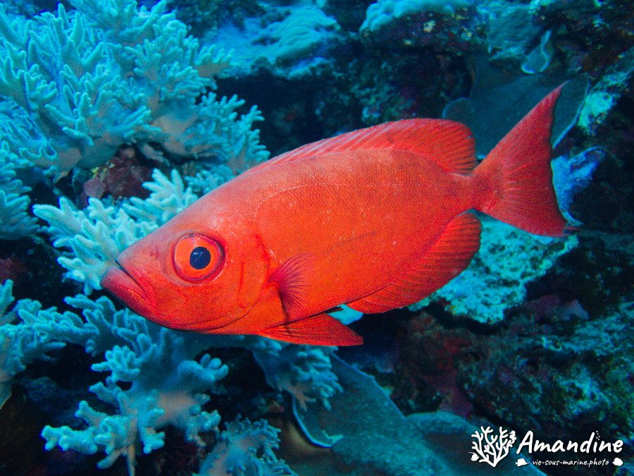 Priacanthus hamrur