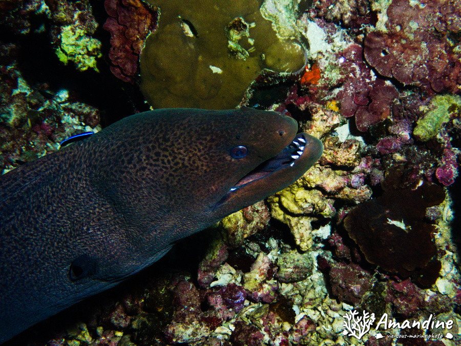 Poissons osseux