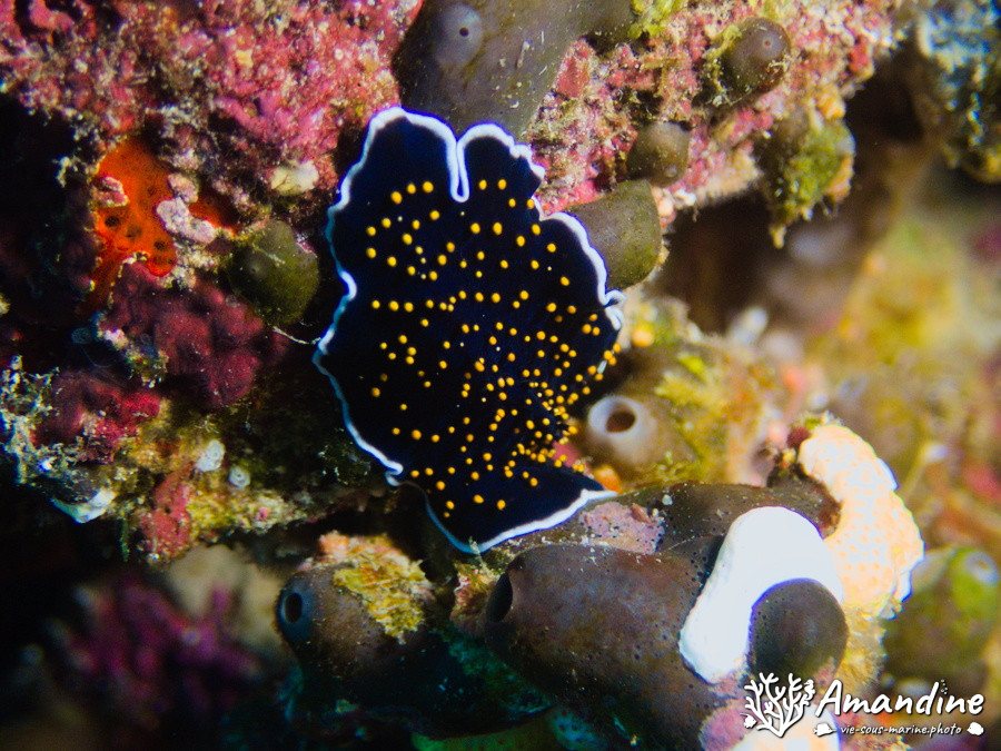 Organismes vermiformes