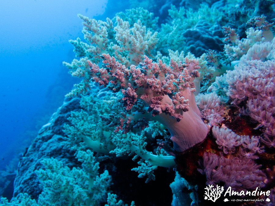 Corail mou