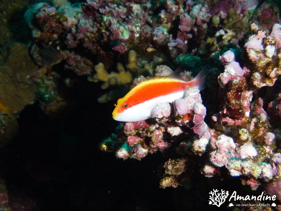 Paracirrhites forsteri