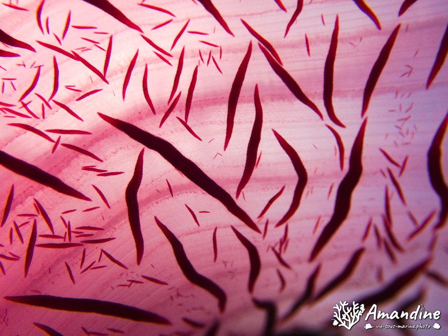 Dendronephthya sp.