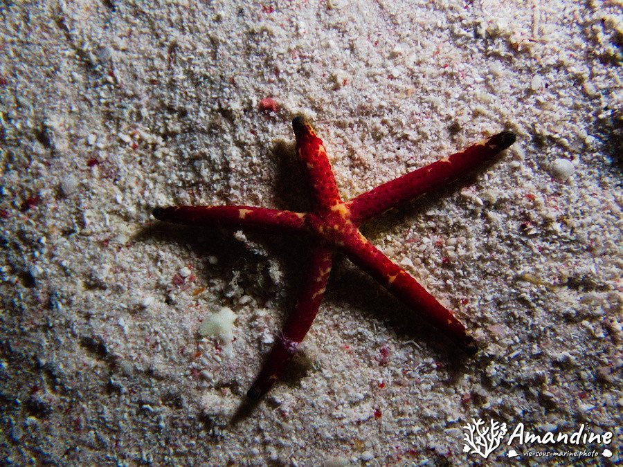Étoile de mer