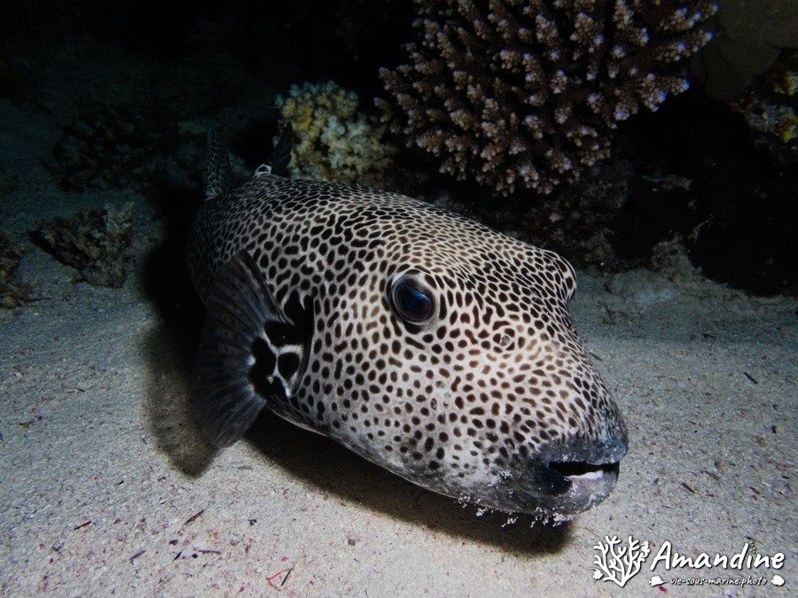 Arothron stellatus