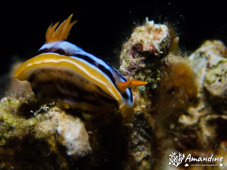Limaces de mer