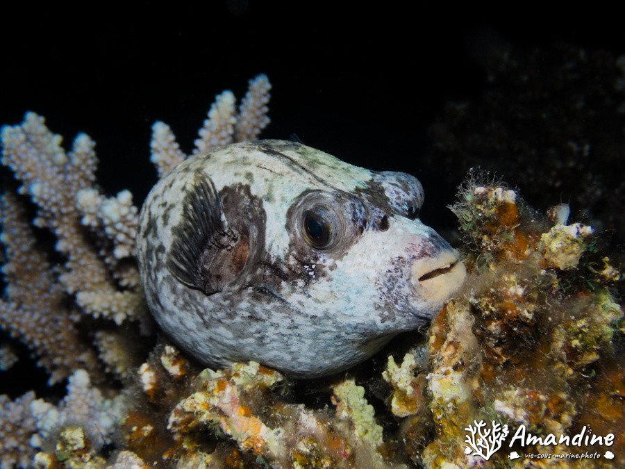 Arothron nigropunctatus