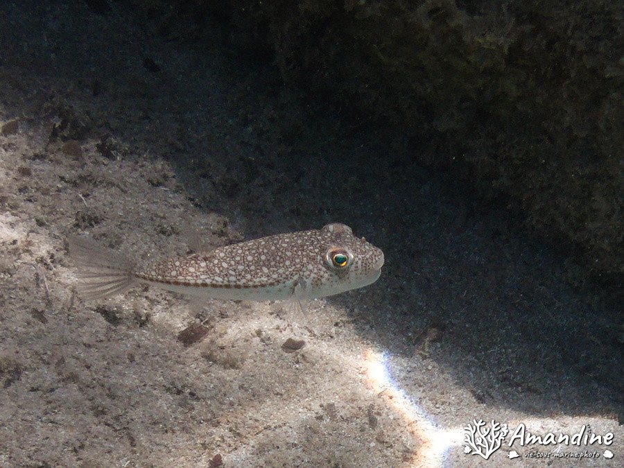 Torquigener flavimaculosus