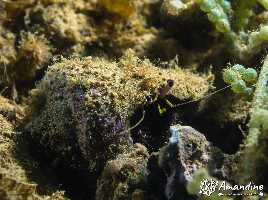 Dardanus lagopodes