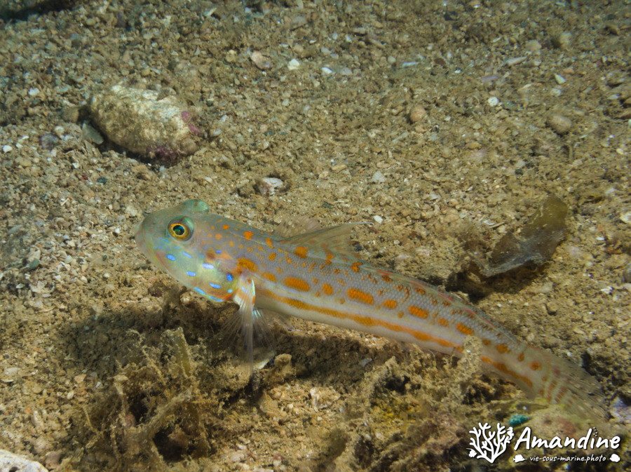 Valenciennea puellaris