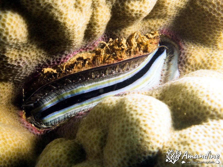 Pedum spondyloideum