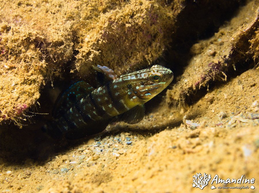 Amblygobius phalaena