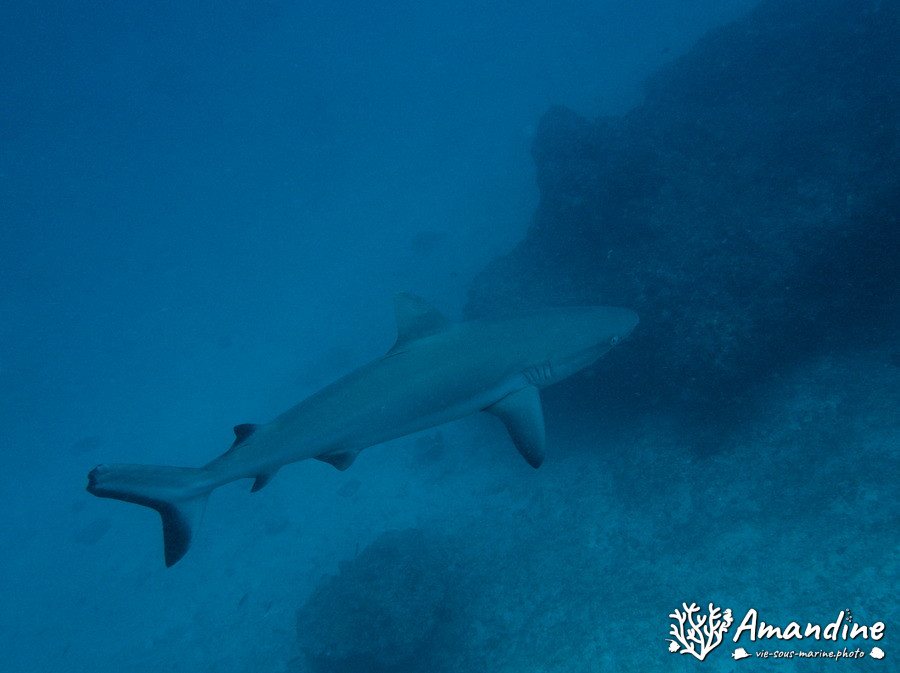 Requin gris de récif