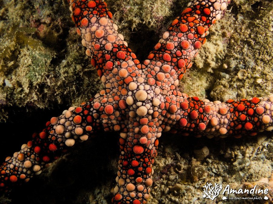 Nardoa gomophia