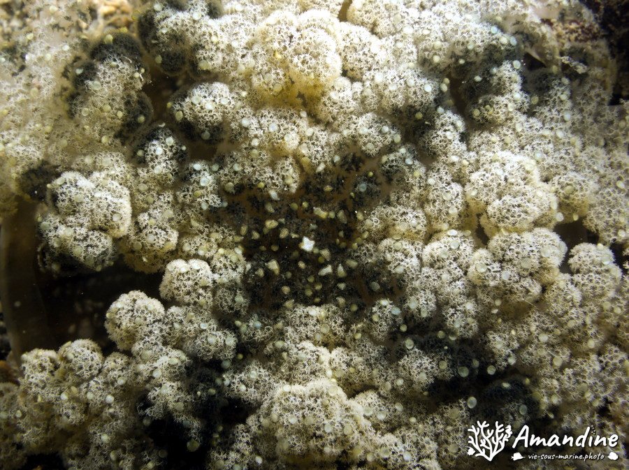 Cassiopea andromeda
