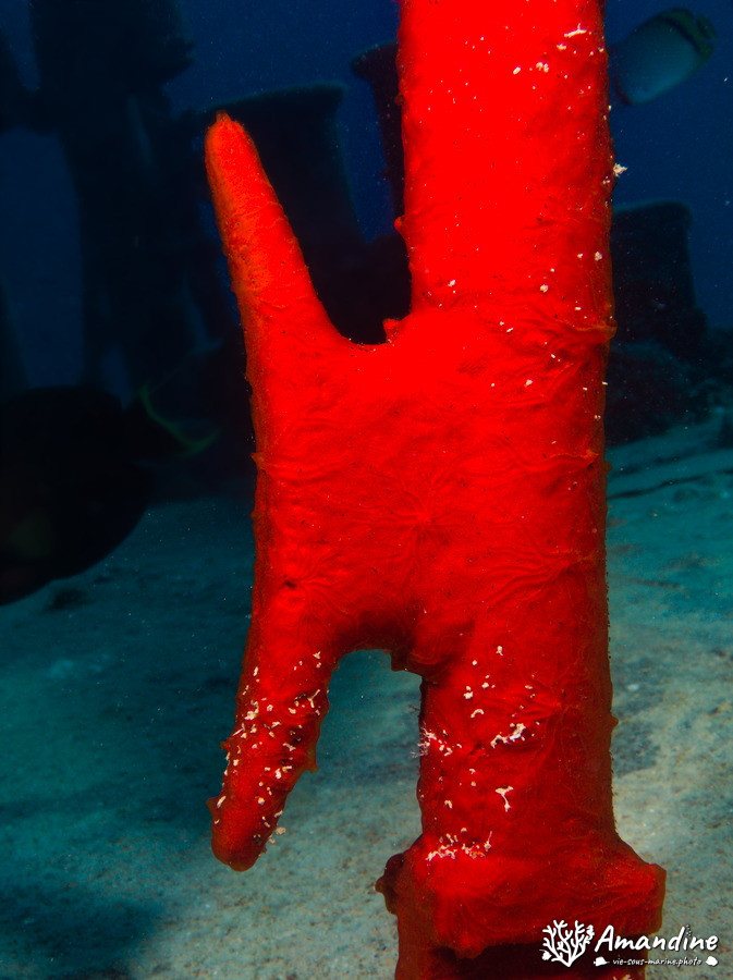 Éponges
