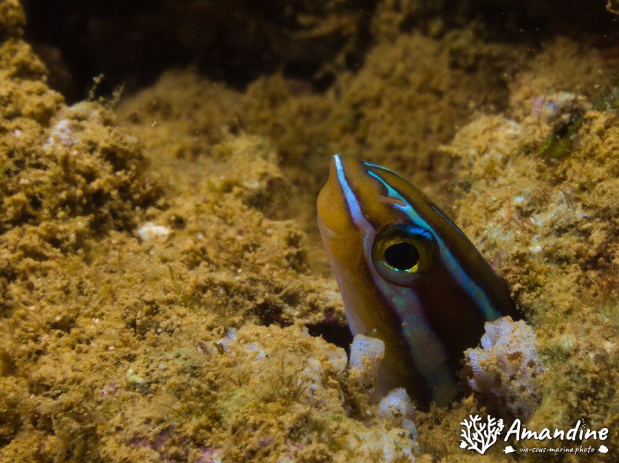 Plagiotremus rhinorhynchos