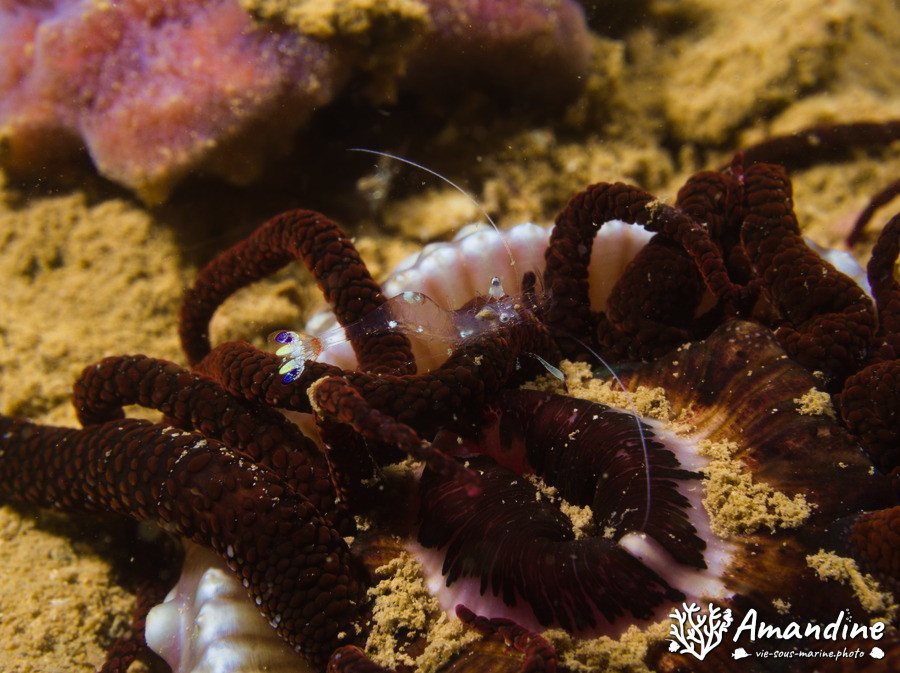 Ancyclomenes holthuisi