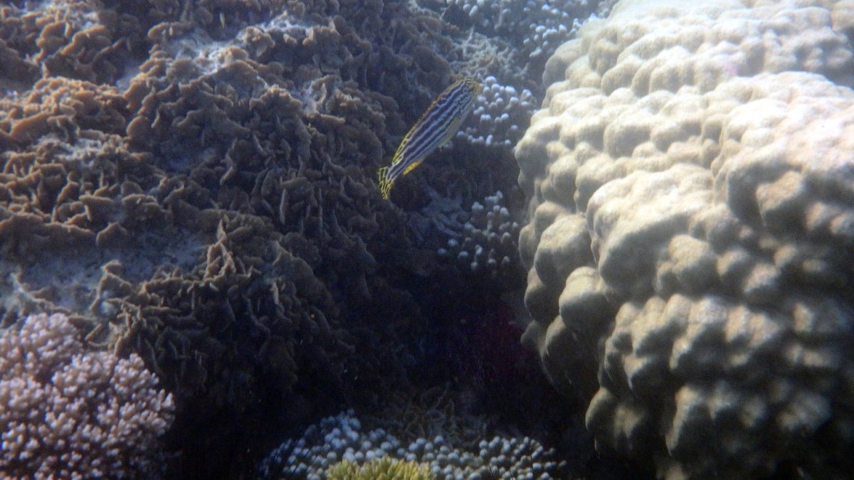 Plectorhinchus vittatus