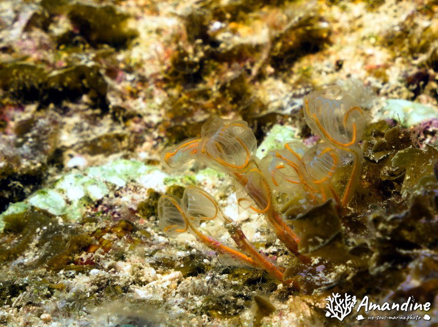 Clavelina detorta