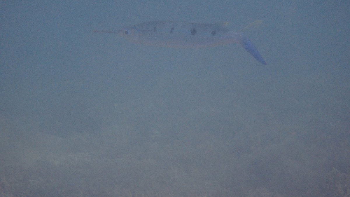 Hemirhamphus far
