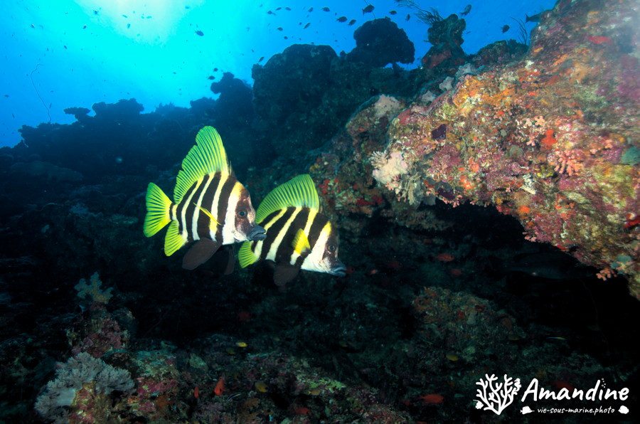 Poisson-sanglier rayé