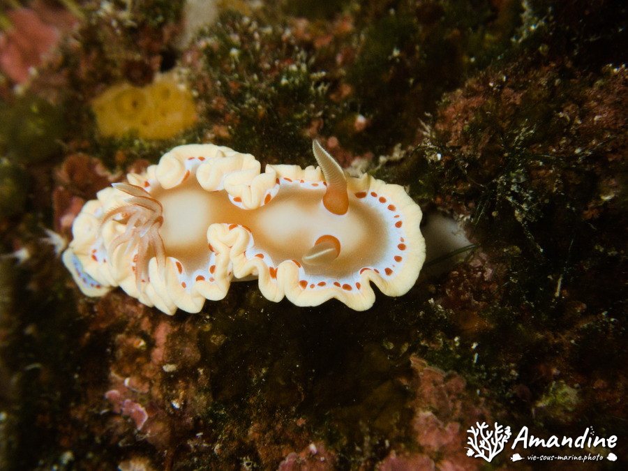 Limaces de mer
