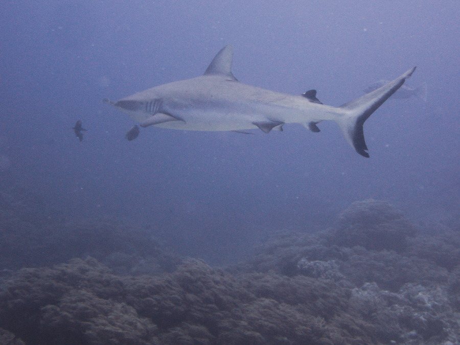 Requin gris de récif